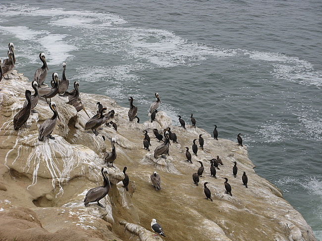 海岸の岩場に仲良く群れを成していたペリカンとウミウ。。。