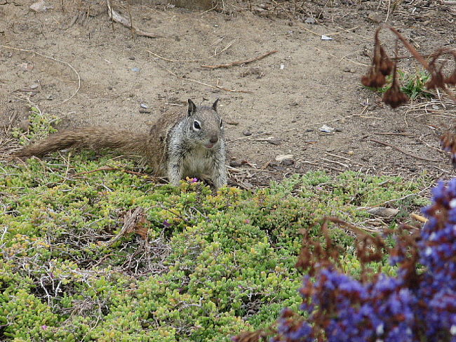 海岸の遊歩道で出会ったリス。。。