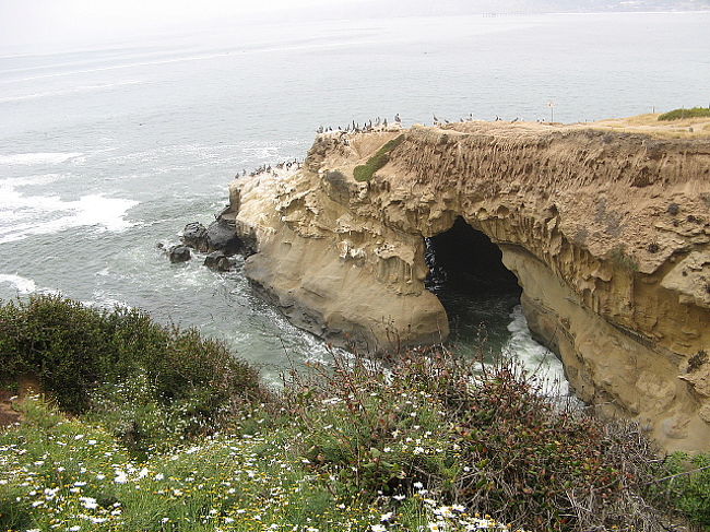 波が打ち寄せる真下の大きな洞窟の岩場に鳥が。。城ヶ島のウミウの岩場に似てます！