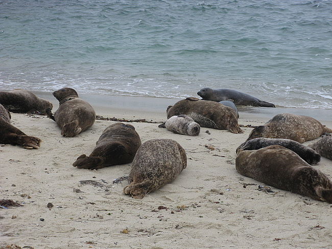 いえいえ。。アザラシの親子が寒空に日向ぼっこです。。。