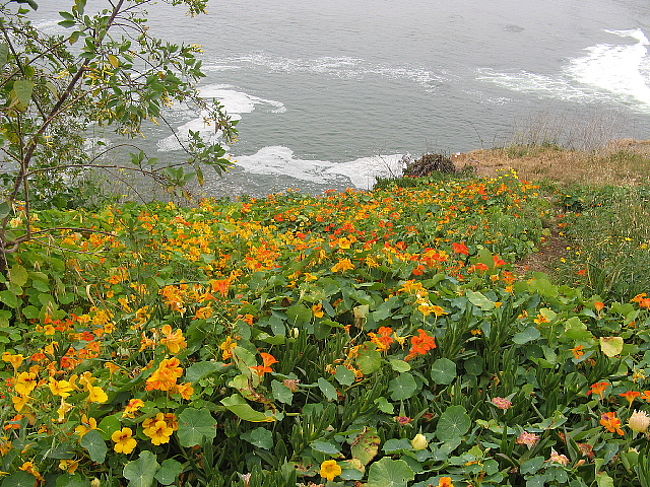 私の大好きな黄色、オレンジ、赤の「ナスタチウム」のお花畑がが一面に広がって。。。