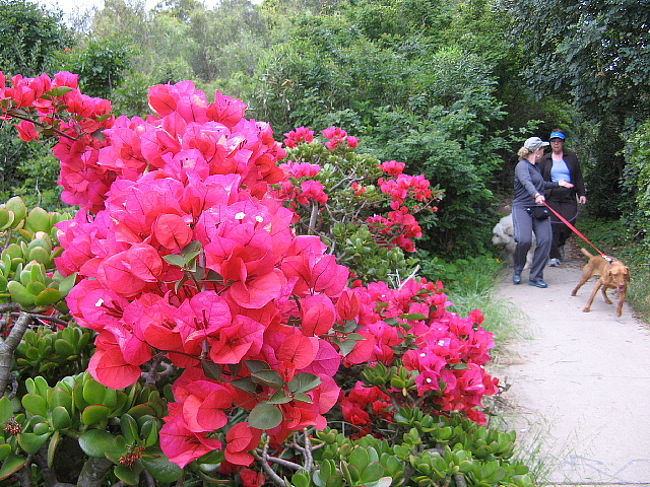 毎朝の日課なのでしょうか、ジョギングや犬の散歩の方も多く、またベンチでのんびり遠くを眺めている方もいました。春霞で青い海と空には恵まれませんでしたが、とても気持ちの良い花園の散歩道でした！