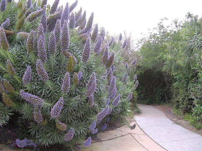 サンディエゴの北１時間位のラ・ホヤ（La Jolla）美しい海岸線と高級別荘地のイメージの町です。その切り立った断崖の海岸線にお花の散歩道を見つけました！紫のおおきな花の木のトンネルを抜けると。。。