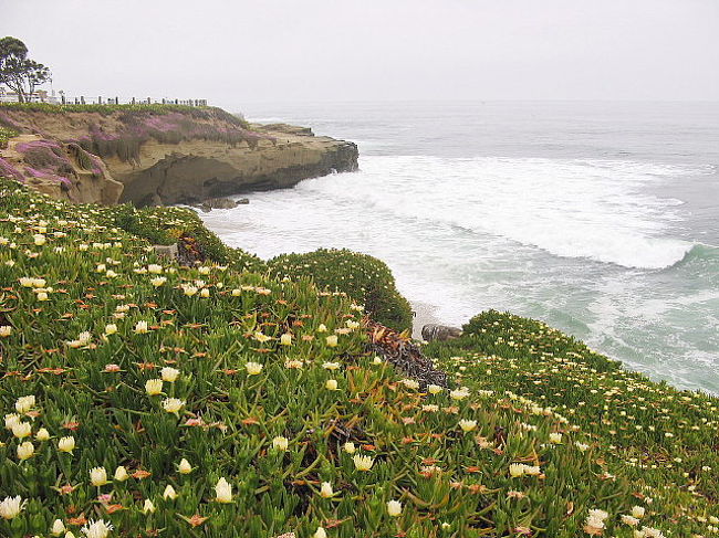 反対側にも入り組んだ海岸線が花に囲まれて。。。