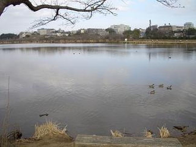 翌日はこの旅のメインである「偕楽園」へ梅を見に行きます。ホテルから徒歩で向かいます。１５分ほど歩くと「千羽湖」という湖にでます。鴨がおいしそうです。