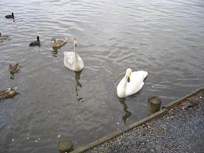 白鳥などです。おいしそうではありませんね。この湖の周りはジョギングコースになっているようで１周３キロ程度はありそうです。