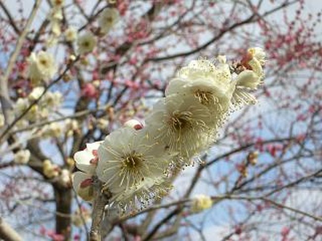 さらにアップでもう一枚。白い花をバックにぼやけて写っている赤い花といい感じです。<br />