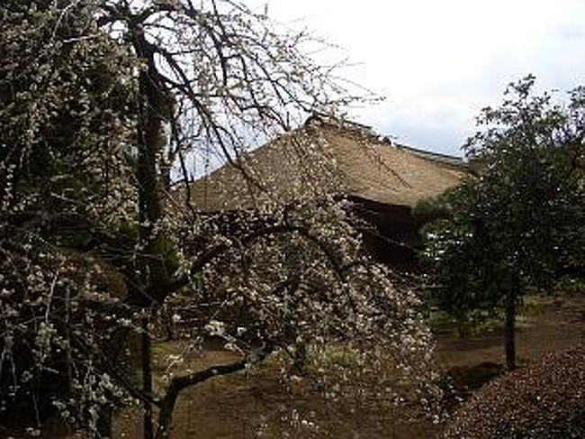 次に「好文亭」という建物に入ります。入館料は１９０円になります。昔の建物は焼失してしまったとのことで、今の建物は昭和３０年から再建したものとのことでした。