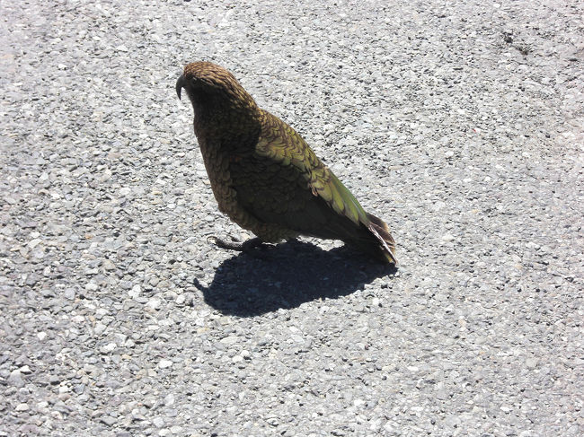 キーアというオウム。気をつけないと、人間のバッグなど<br />持っていかれるとか！