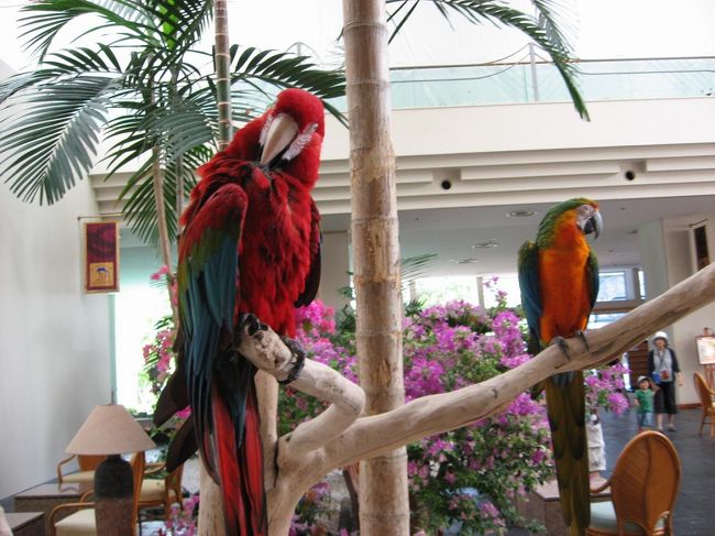 １階はフロントで、吹き抜けで広々していますが、多くの宿泊客で混雑していました。ここは、リゾートの名前のとおりアクティビティも充実しており、クルーズやお魚とのふれあい、イルカにも会えるそうです。<br /><br />写真は、フロント前の木にとまっていたオウムです。３羽おり、おとなしくて、昼間はここで過ごして夜はどこかに移動されるようです。