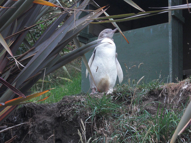 　ダニーデンのイエロー・アイド・ペンギン<br />（ペンギンプレイスで）<br />幼鳥ですが。