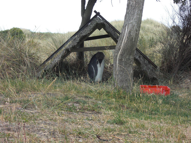 ダニーデンのイエロー・アイド・ペンギン<br />（ペンギンプレイスで）<br />少し大きい幼鳥です。