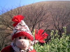 大室山と桜と菜の花。