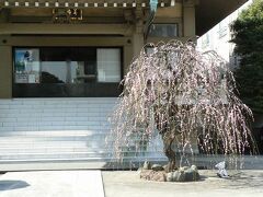 善徳寺の境内のウメ

善徳寺は深川資料館通り沿いにあります。
しだれ桜のような枝ぶりですが、ウメです。

このあと霊巌寺に行ったら、ここのウメの写真の新聞切抜きを持った人に偶然道を尋ねられました。