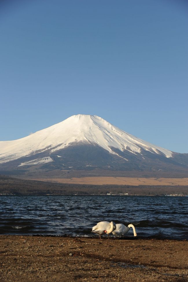 湖畔の平野からです。<br />湖の東側のここと北側の２ヶ所に白鳥がいます。<br />その白鳥を入れてみました。<br />翼を広げた時に富士山と一緒に撮りたいのですが、なかなかタイミングがあいません。腕かな…。(笑)