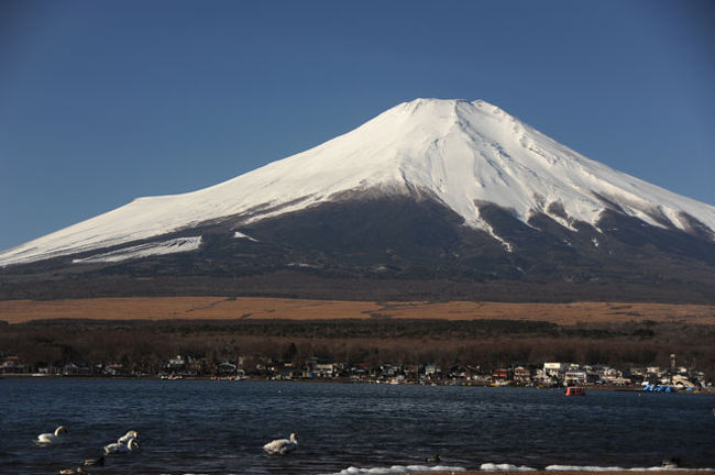 湖畔北側の白鳥です。