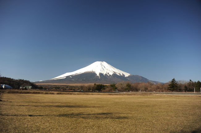 前の木の間から。
