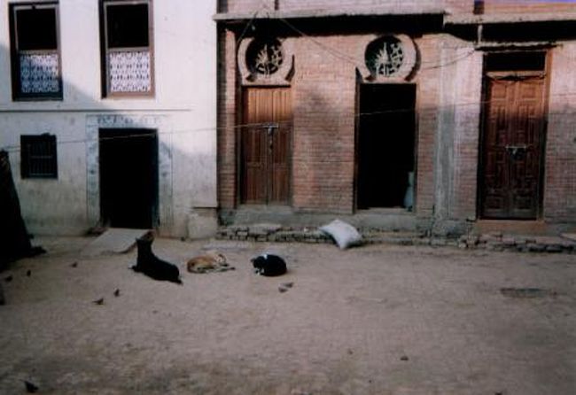 あと日本語学校にも行ったけど、午後の部は5:30かららしく、まだ開いてなかった。<br /><br />そういえば、ネパールって野良犬(?)が多い。いたるところで野良犬をみかけた。<br /><br />夜、牛ののうみそを食った。魚のような味だった。焼いたウニに似ているらしい。例の病気（狂牛病）のことは知らなかったけど、大丈夫なのかなあ。ちょっとだけ心配。<br />