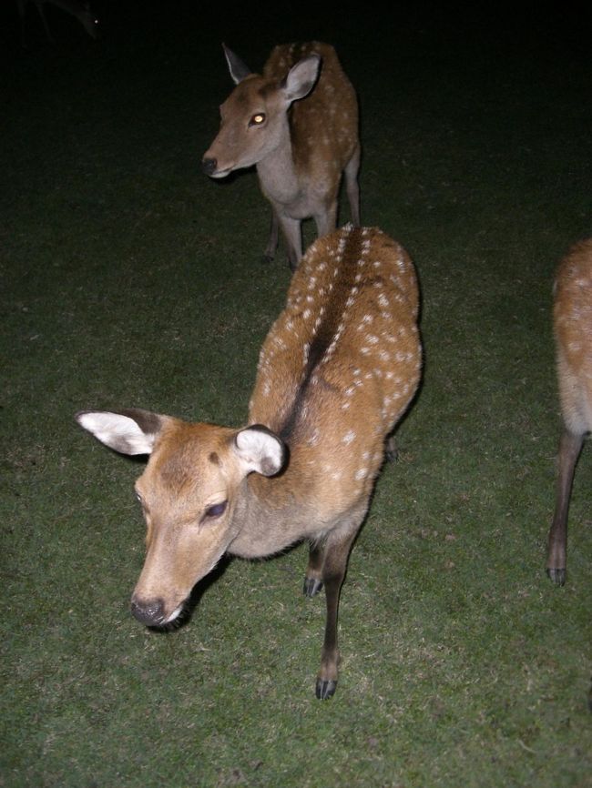 鹿がいっぱいいたー！<br /><br />柵とかないのに、よく脱走しないよなー。。<br /><br />