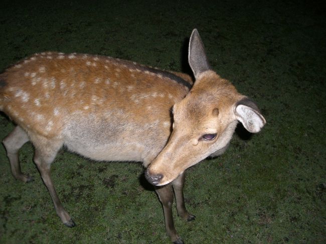 鹿のアップ☆<br /><br />ポテチあげたら、喜んで食べてくれたよ♪♪