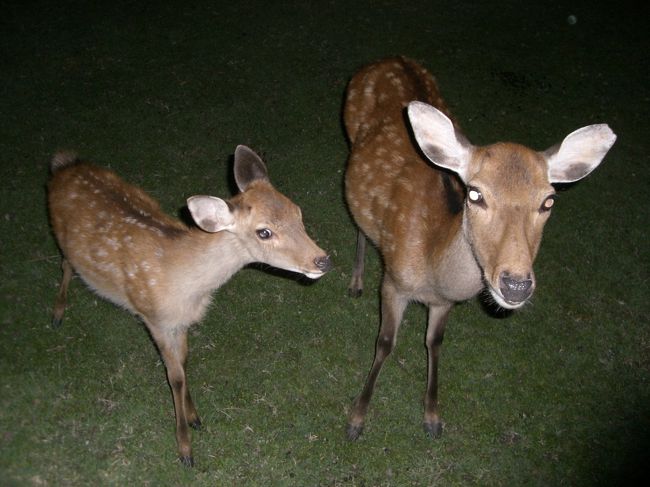 仲良しだ♪♪<br /><br />奈良にもうちょっと早くついてたら観光したかったな！