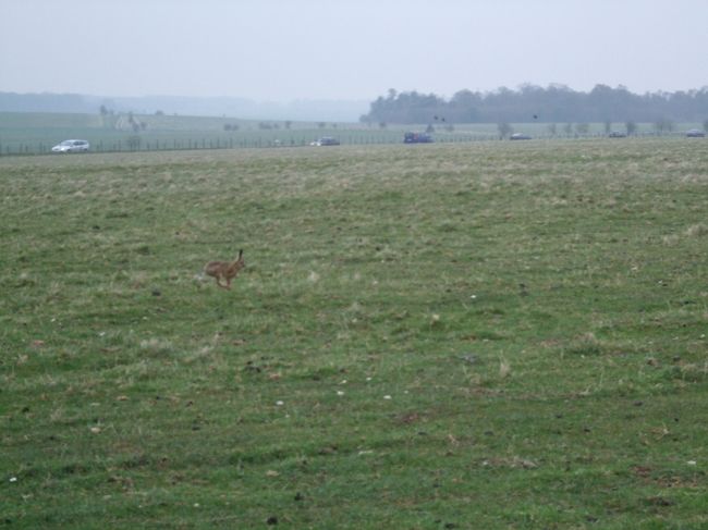 野うさぎ発見！<br />分かります？？