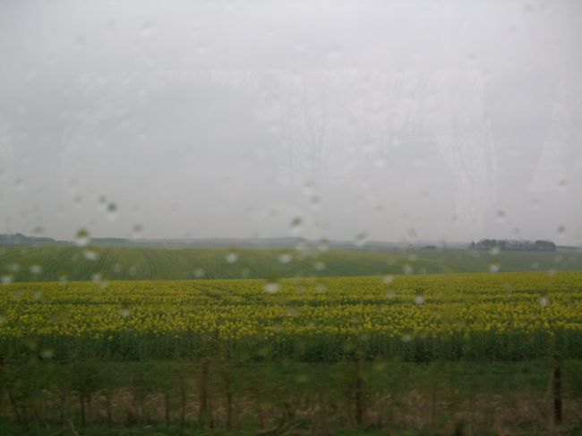 世界のツアーバスの車窓から。<br />雨の菜の花畑もまた良し。