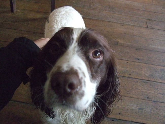 おはようございます。<br /><br />宿で飼ってるワンちゃんデス。<br />めちゃ懐いてくる！！可愛い！！