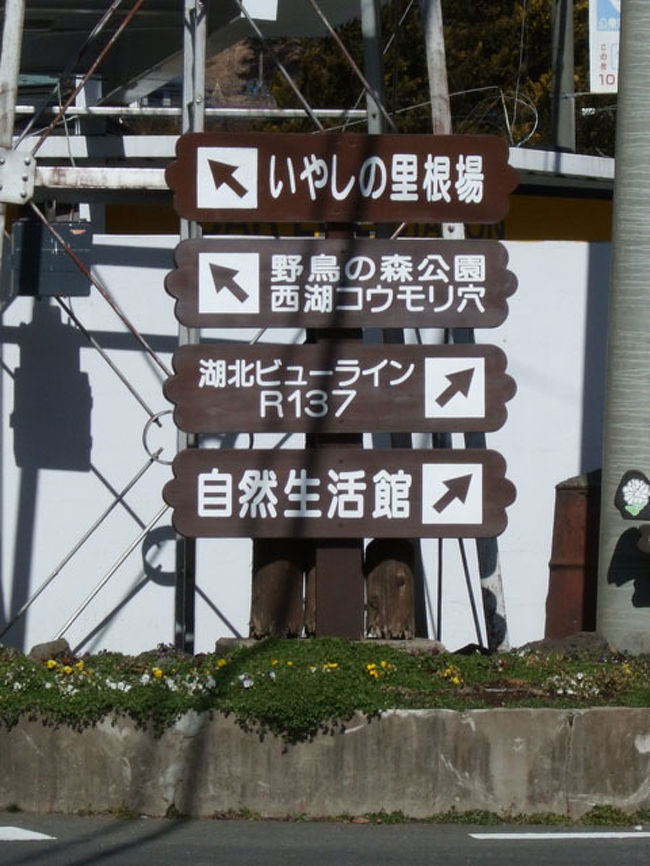 河口湖の西に出ました。<br />左折すると西湖へ。<br />右折して湖畔の北側(湖北ビューライン)を走ります。