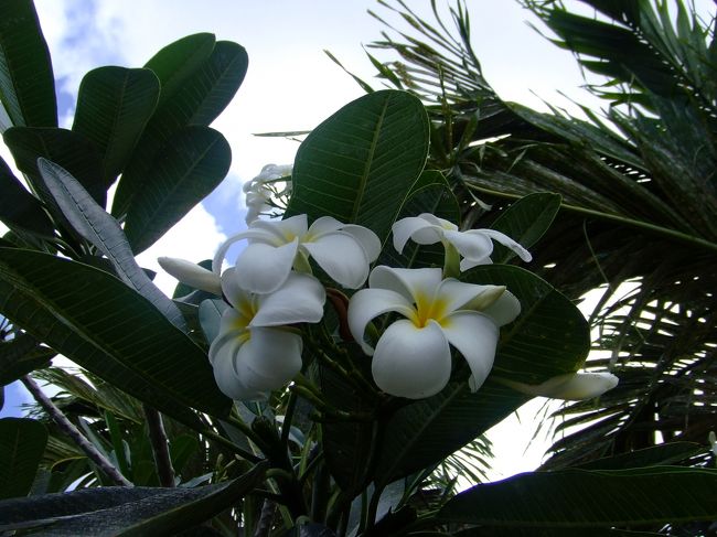 プルメリアです！<br /><br />あちらこちらに咲いてるので南国〜ってかんじです。