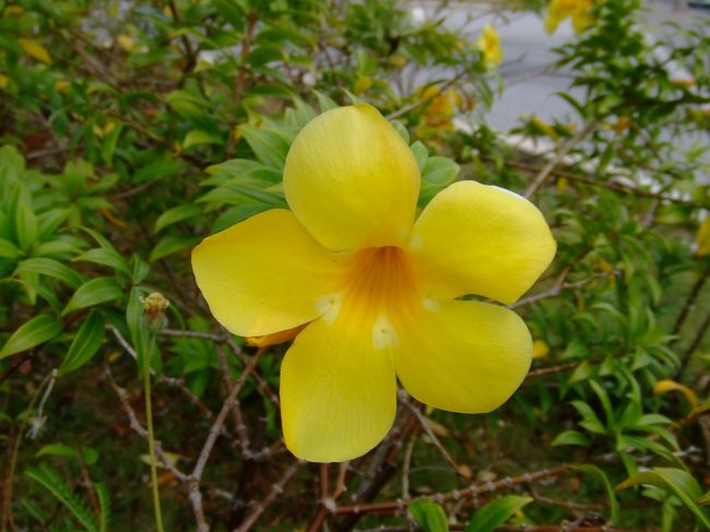 ホテルのとこに咲いてた花です。<br /><br />かわいい！