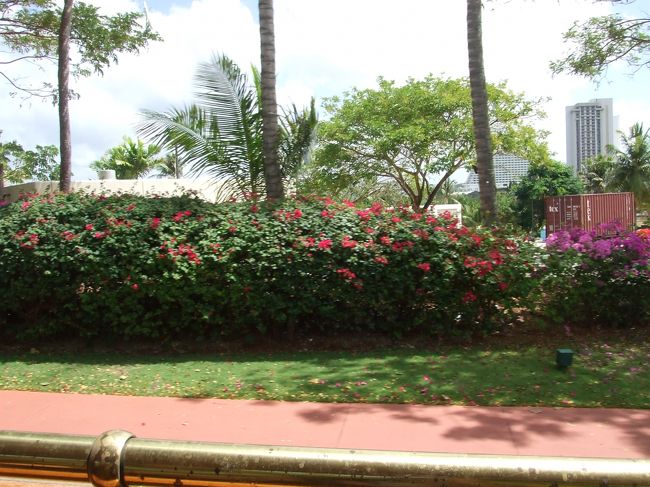 ヒルトンホテルあたりの花です！<br /><br />あちこちに色とりどりの花が綺麗に咲いてました。