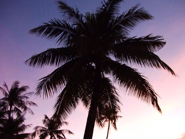 やしの木もきれいでした〜