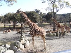 バイオパークはキリン、シマウマ、カバといった大型動物も飼育されていて、サファリパークさながらにバスに乗って間近で見ることができます。
キリンはバスに取り付けられた餌目当てに近寄って来るのでドアップ鑑賞可能。