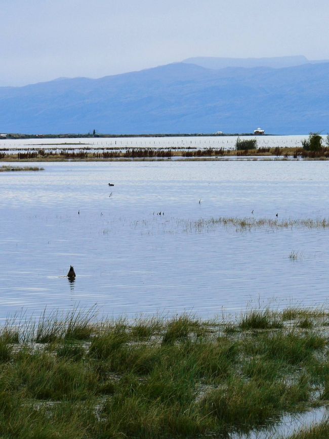 白鳥などいろんな水鳥が飛来して来るニメス湖の光景。<br /><br /><br />