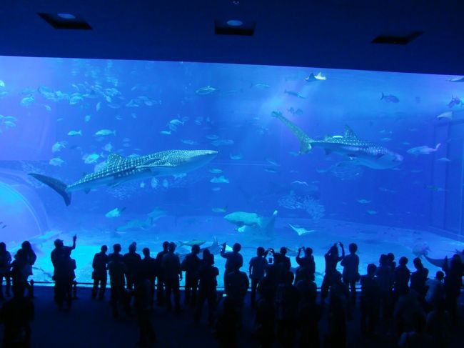 沖縄美ら海水族館にも行ってきました。。<br /><br />きれいかった！！！