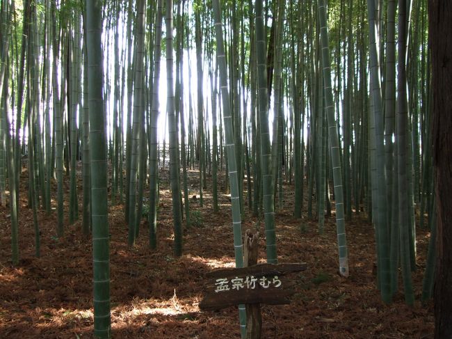 右手に大杉森・左手に孟宗竹が続きます。<br />