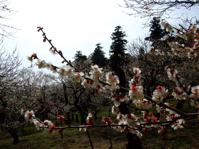 門をでると大梅林が広がる。<br />ここで「暗」から「明」へと景色が変わります。<br />巧みな演出です。<br /><br />出口から入らず、少し歩いて表門から入ることをおすすめします。