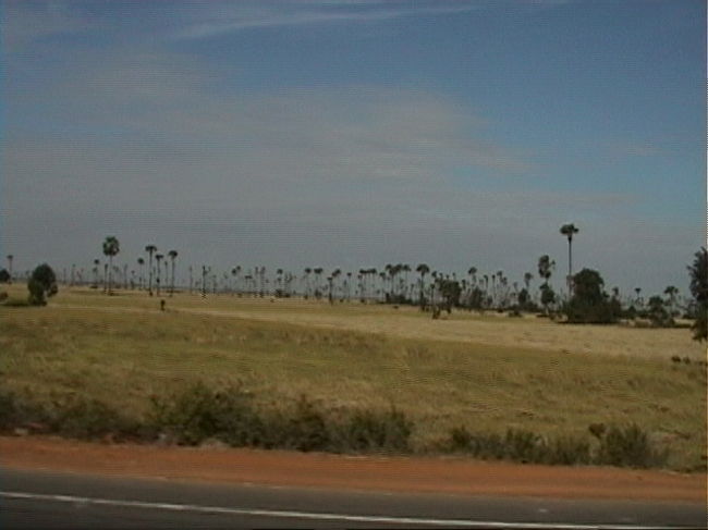 プノンペンから30分走るとカンボジア独特の風景が広がります。