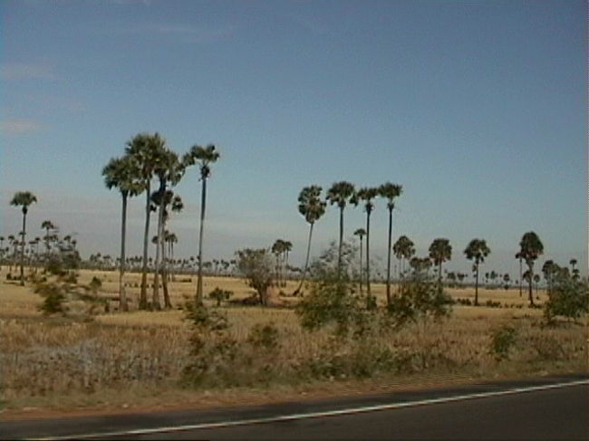 不思議な木です。