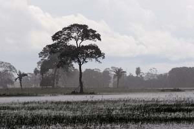 パンタナール横断道路沿いの沼地　<br /><br />雨期に入り、スコールが始まりました。<br />草原は１時間おきに湿地に変わり、行きと帰りでは景色が違っていました。<br />数日後には、草原が全て水没し、風景は一変するとのことでした。<br /><br />いよいよ本格的な雨期の到来です