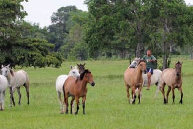 牧場には馬やウシがが沢山放牧されています。