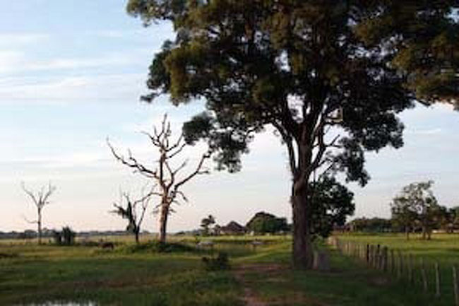 雨期になると河川が氾濫し草原の大半が水没するため、氾濫湿原、又は氾濫草原と<br />言われています。<br /><br />１００キロ行っても高低さは僅か数センチと聞きました。いわゆる真っ平らな大草原です。<br /><br />ここも雨期には全て水没します。