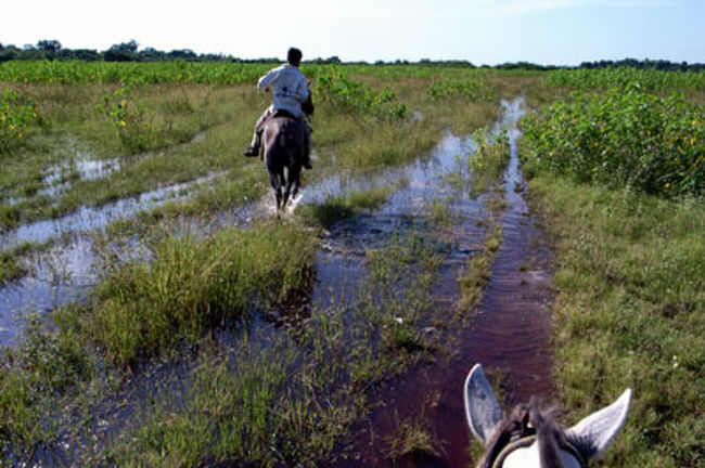 湿原は馬に乗って移動します。<br /><br />乗馬は初めてですが　何とかなりました。<br /><br />水溜まりには、沢山のワニが潜んでいますし、ブッシュには蜂もいます。<br />ワニを踏みつけて馬が暴れたときは、一瞬パニックになりました。<br />馬は大型動物ですので、油断は禁物です。<br /><br />２時間以上馬に乗っていると尾底骨付近が痛くなってきます。<br />あとで、お尻が赤く腫れ上がって、１週間はまともに座ることができませんでした。<br /><br />でも湿原を馬で散策するのは、貴重な経験でした。