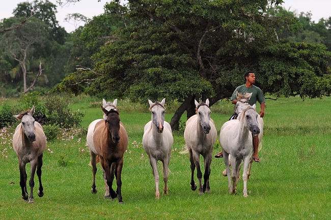 ロッジにはウシ、馬が沢山放牧されています。<br />牧童は鞍も付けずに　馬をあやつっています。<br />さすがです。<br /><br />馬にのって湿原を散策しましたが、ポコポコと殆ど歩き状態。<br />普段オートバイに乗っていますので、乗馬も似たようなものと思っていましたが、走る馬は思った以上に上下動が激しく操るには、相当の慣れが必要です。