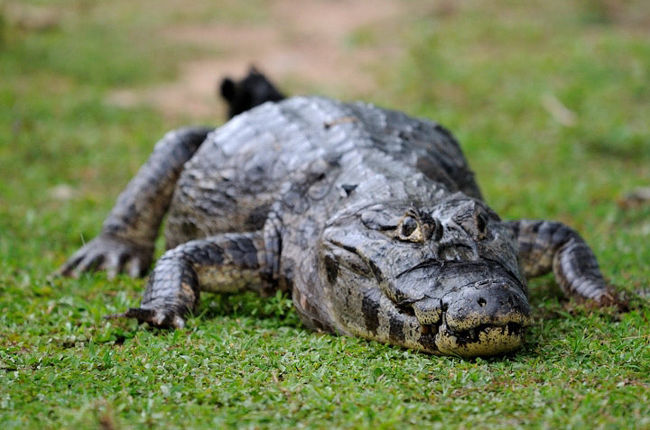 パンタナールの代表的な動物はワニ。<br />雨期前でも、湿地、沼、草むらと、そこら中にいます。<br />近くによると、「シュー」と言う不気味なうなり声をあげて、威嚇してきます。<br />きっと、ワニも怖いのだと思います。<br /><br />でも、ワニ以上にこちらも恐怖心があります。<br />人を襲わないと聞かされましたが、不気味な目、爬虫類独特の皮膚感覚。やはり不気味です