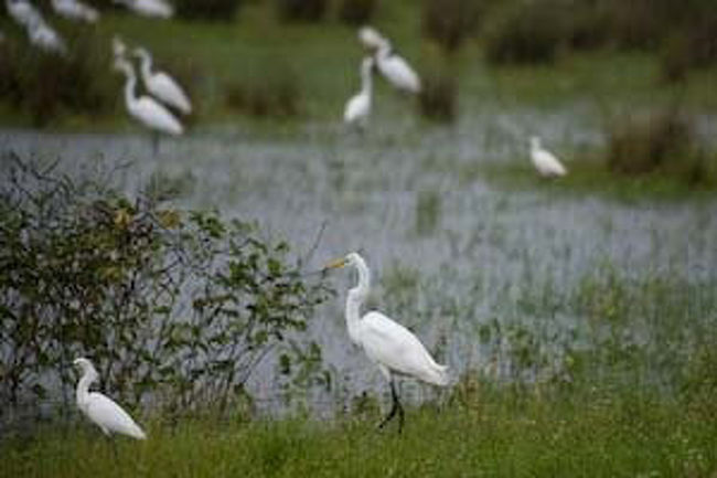 パンタナールは鳥類の宝庫です。<br />あさは鳥の合唱で目を覚まします。<br /><br />雨期が終わり、水が引いたあとに、沢山の沼地が残ります。沼地に取り残された沢山の魚を目当てに、空を埋めつくすほどの鳥類があつまるそうです。次回には是非見てみたい。<br /><br />１月は雨期前で、沼地はありません。鳥類は８，９月頃に比較すると圧倒的に少ないとのことでしたが、それでも日本とは較べものにならない鳥類が生息しています。あたりは鳥だらけです。<br />これだけの鳥が生育する生態系の豊かさには驚ろかされました。