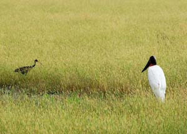 ジャップル（ｽｸﾞﾛﾊﾈｺｳ）<br /><br />コノトリの仲間で、ブラジルのシンボル的な鳥です。<br /><br />土を掘り起こして横断道路を造ったため、道路脇は丁度小川のようになっています。<br />乾季でも水があるため、パンタナールの道路沿いには、沢山の動物や鳥類が生息しています。<br />怪我の功名です。