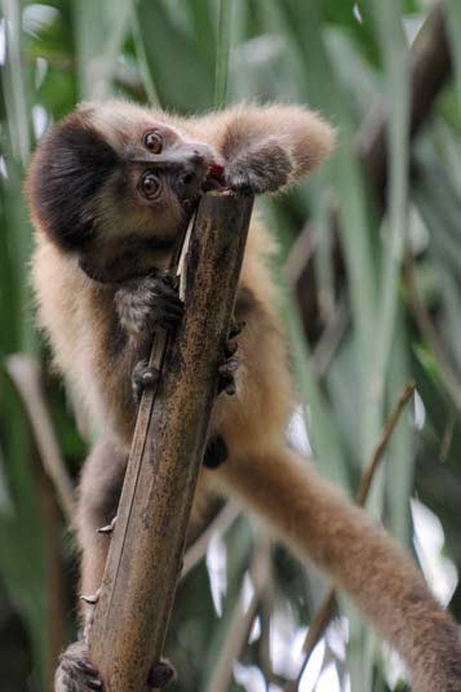 プレゴという猿。<br /><br />大変知能が高く、道具を使う猿として知られています。<br />人を恐れず、１０メートル近くによっても平然としています。<br /><br />ロッジから１，２キロ離れた森のなかで集団生活しています。早朝に、群れで移動しているのに遭遇したこともあります。