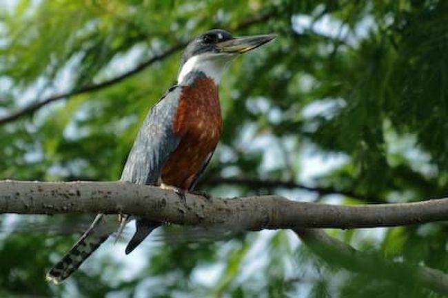 クビワヤマセミ<br /><br />何故か迫力があります